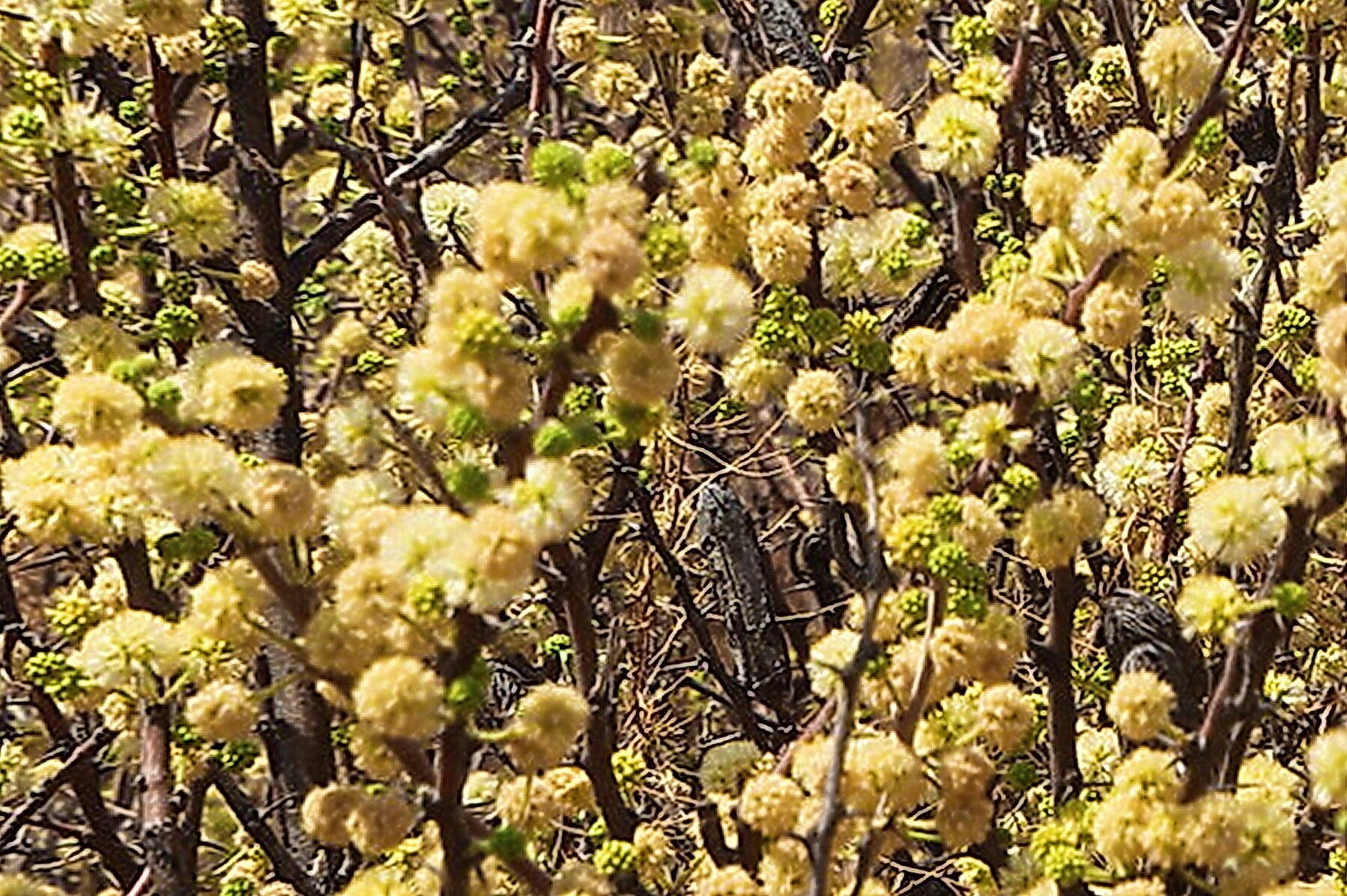 Vachellia hebeclada flower