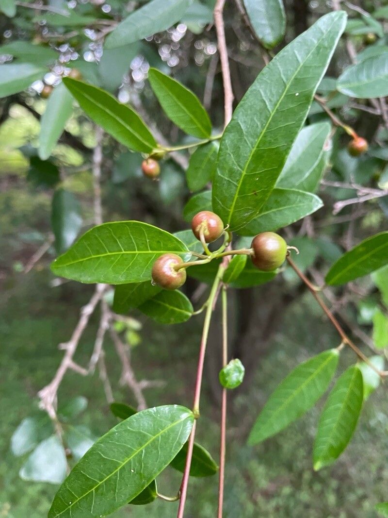 Sebastiania klotzschiana fruit