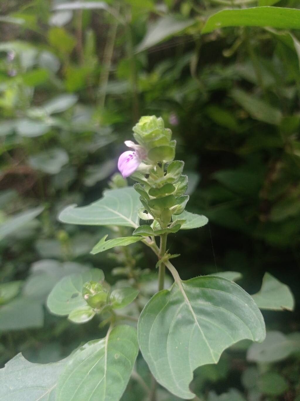 Justicia glauca — search result for 'Justicia'