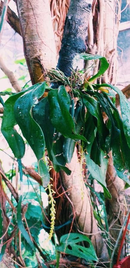 Notylia aromatica — related species from the same genus