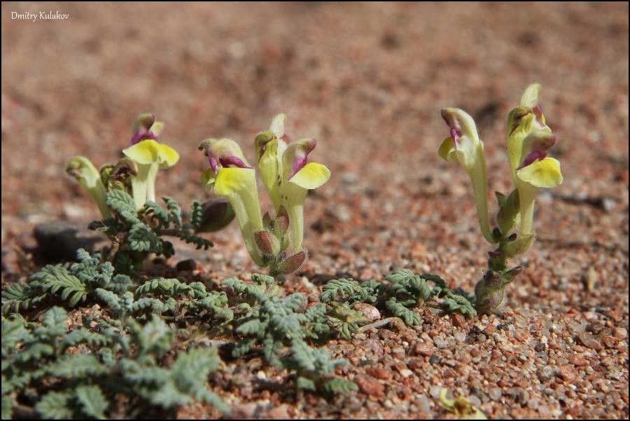 Scutellaria przewalskii — houseplant care guide