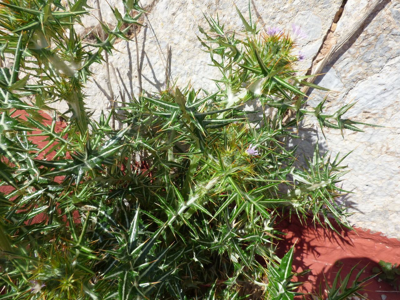 Galactites duriaei habit