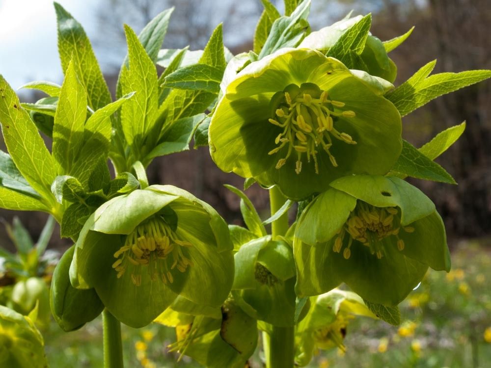 Helleborus cyclophyllus flower