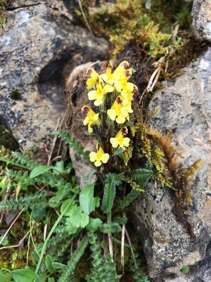 Pedicularis oederi flower