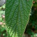 Viburnum rhytidophyllum
