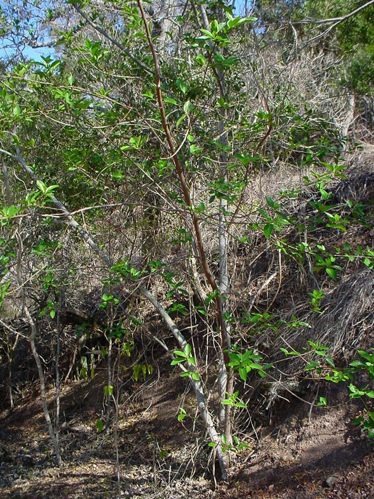 Ficus fraseri habit