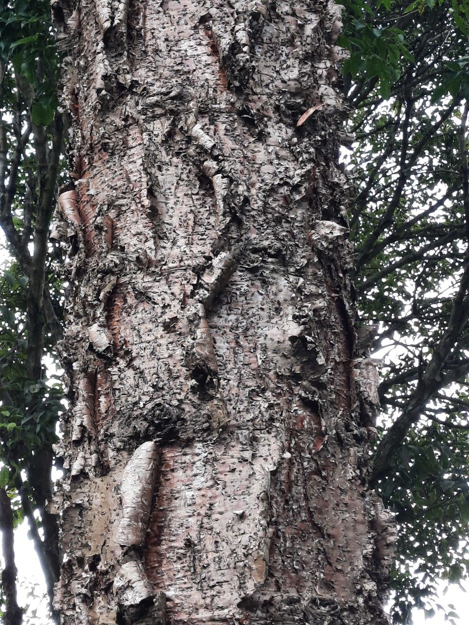 Araucaria hunsteinii bark