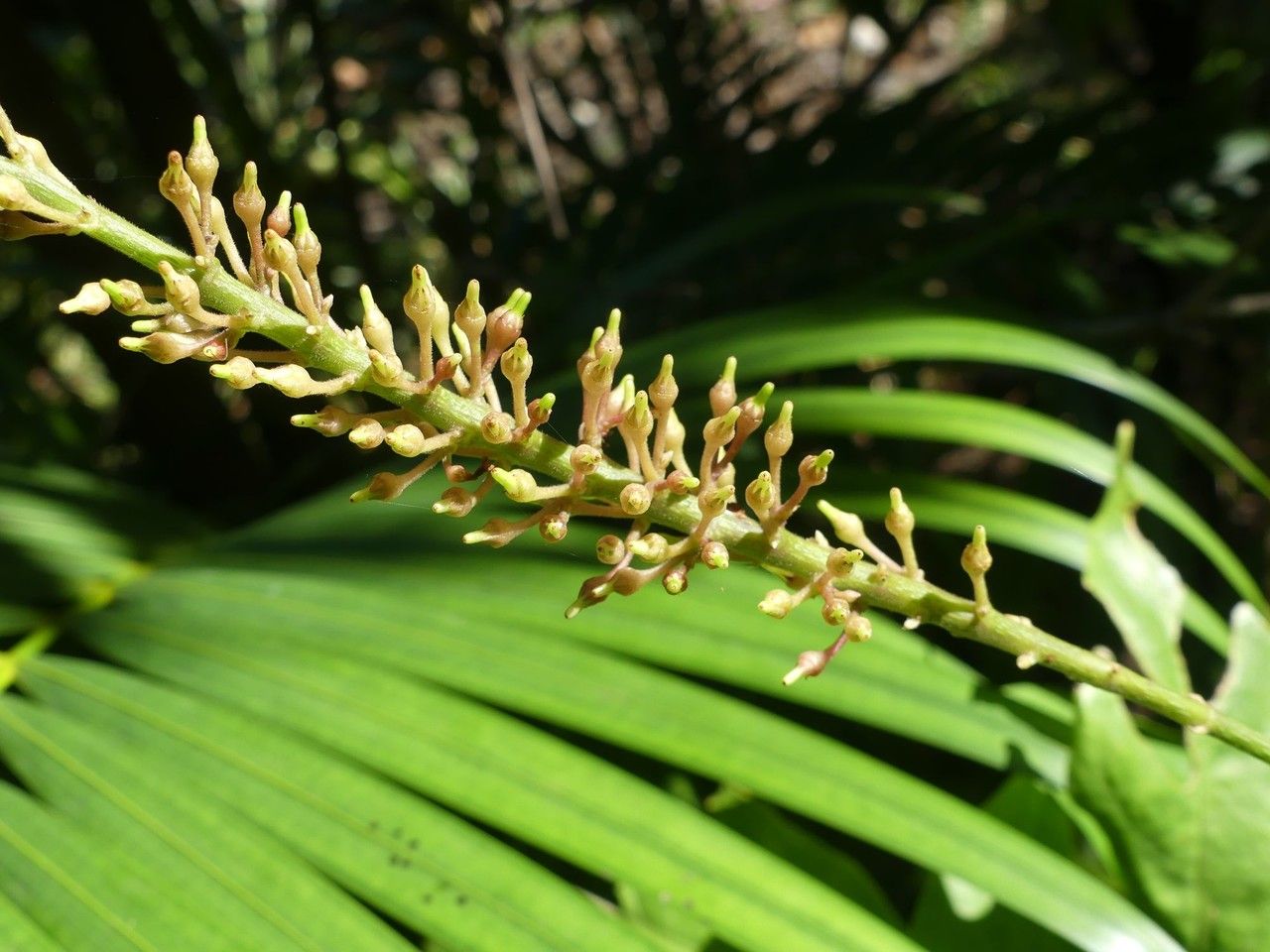Odontonema tubaeforme fruit