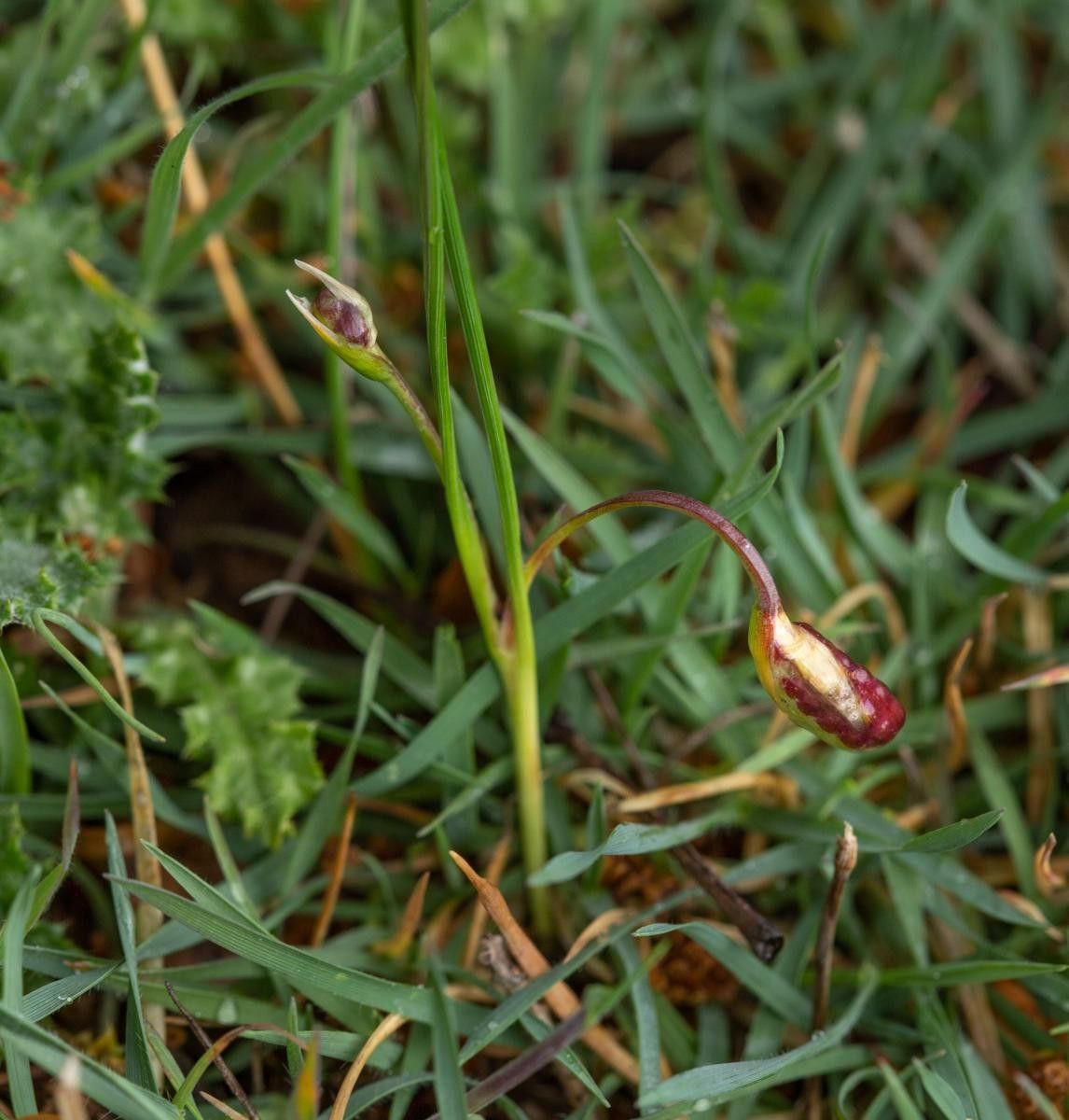 Romulea ramiflora fruit