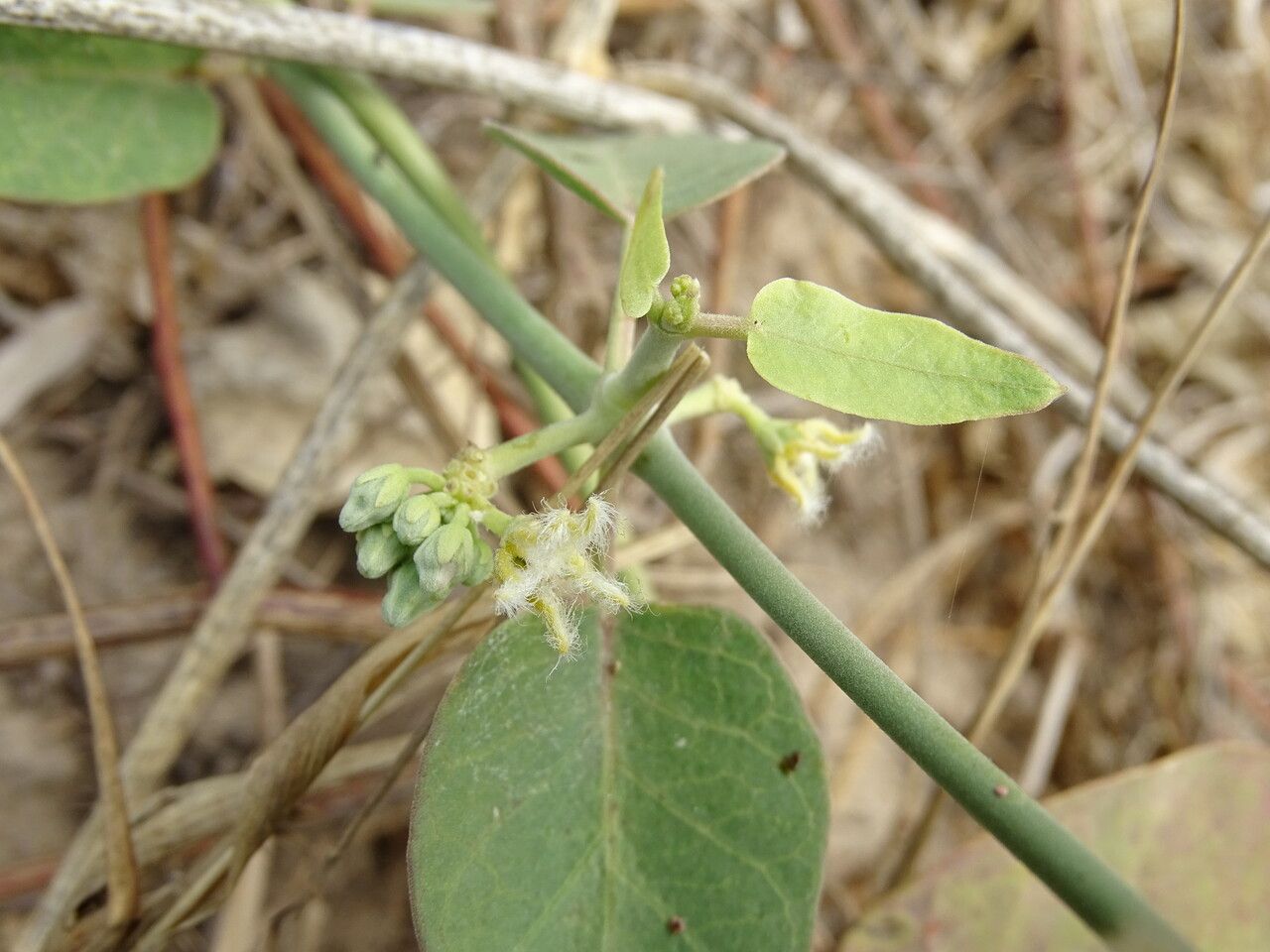 Leptadenia lanceolata flower