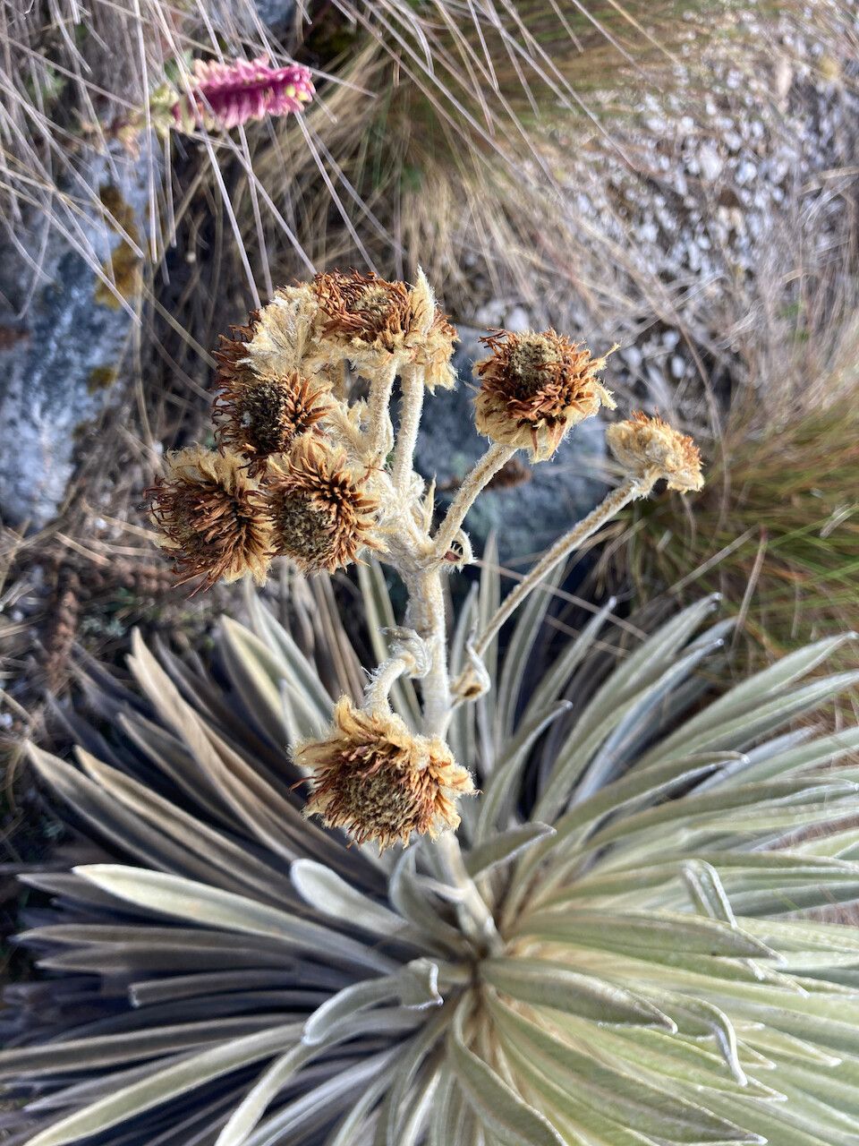 Espeletia colombiana flower