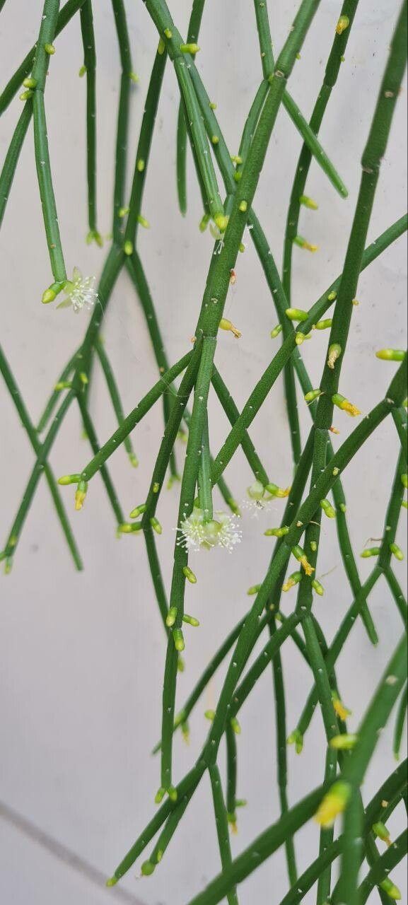 Rhipsalis teres flower