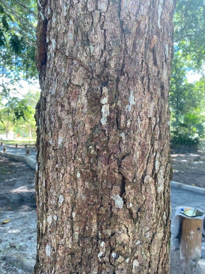 Andira anthelmia bark