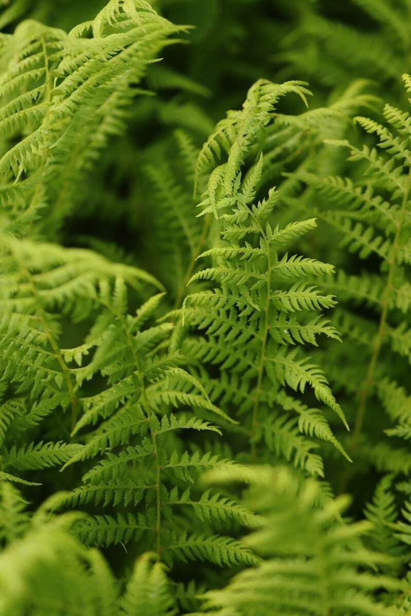 Athyrium melanolepis — houseplant care guide