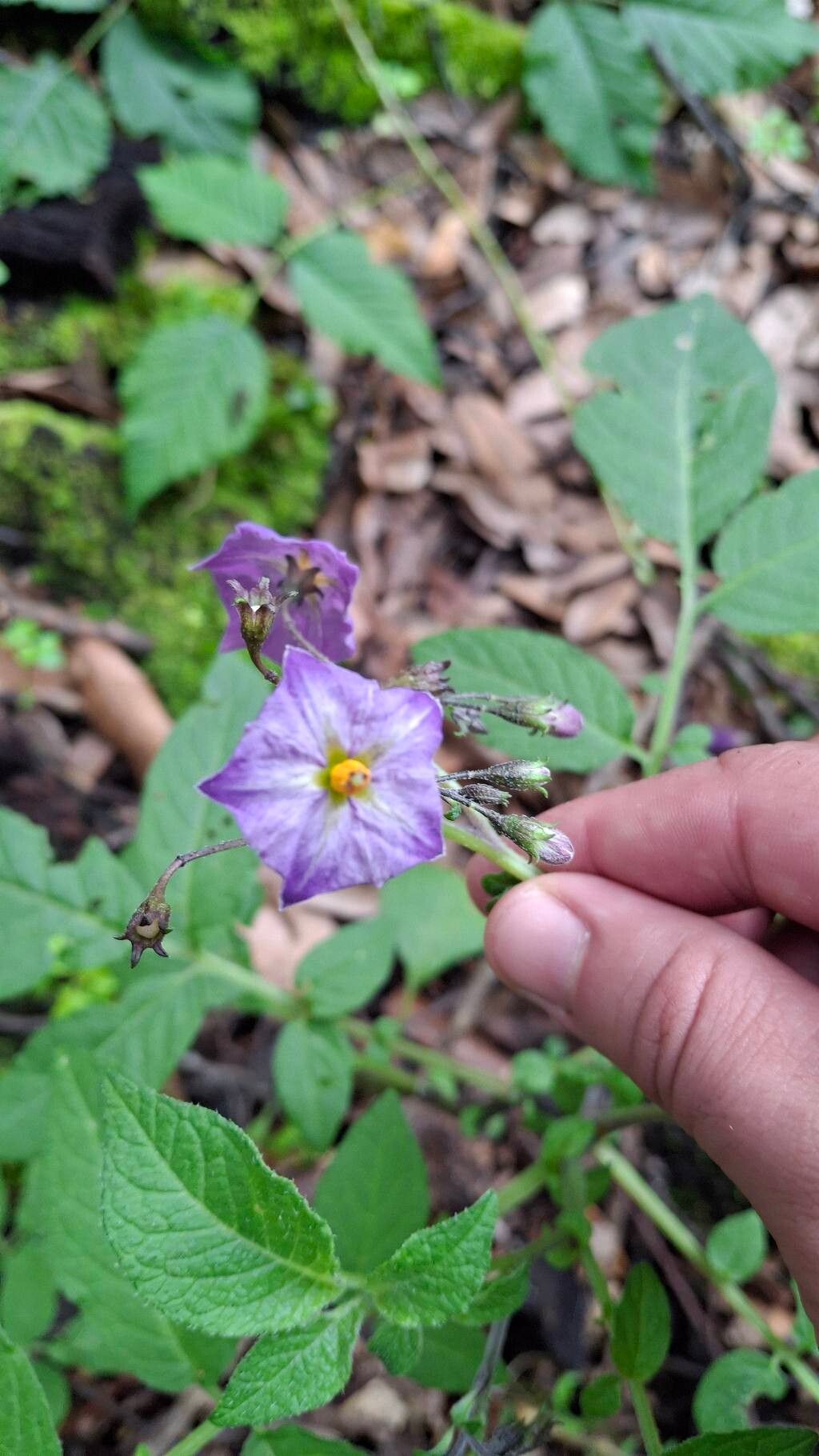 Solanum stoloniferum flower