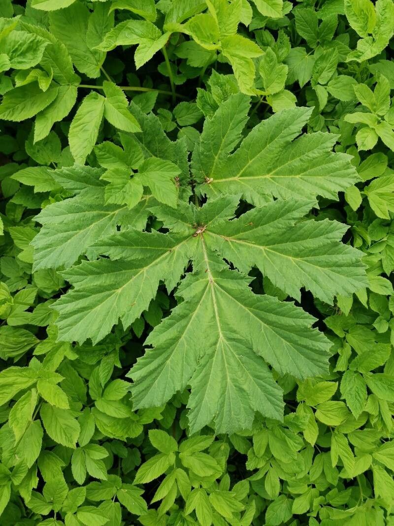 Heracleum sosnowskyi leaf