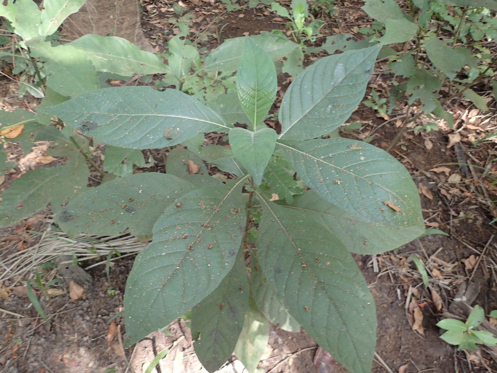 Psychotria vogeliana — houseplant care guide