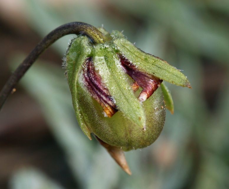 Viola douglasii fruit