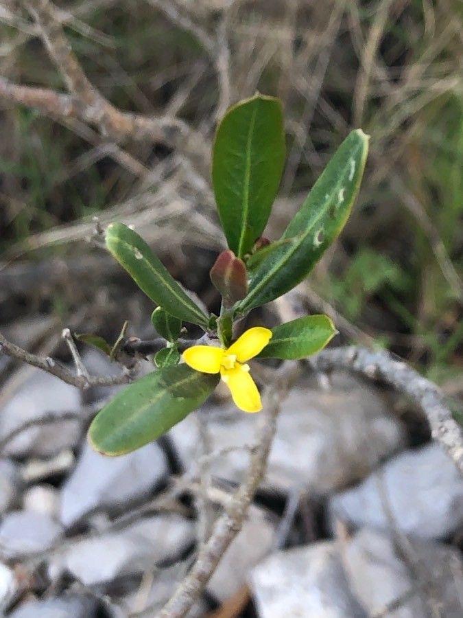 Cneorum tricoccon — related species from the same genus