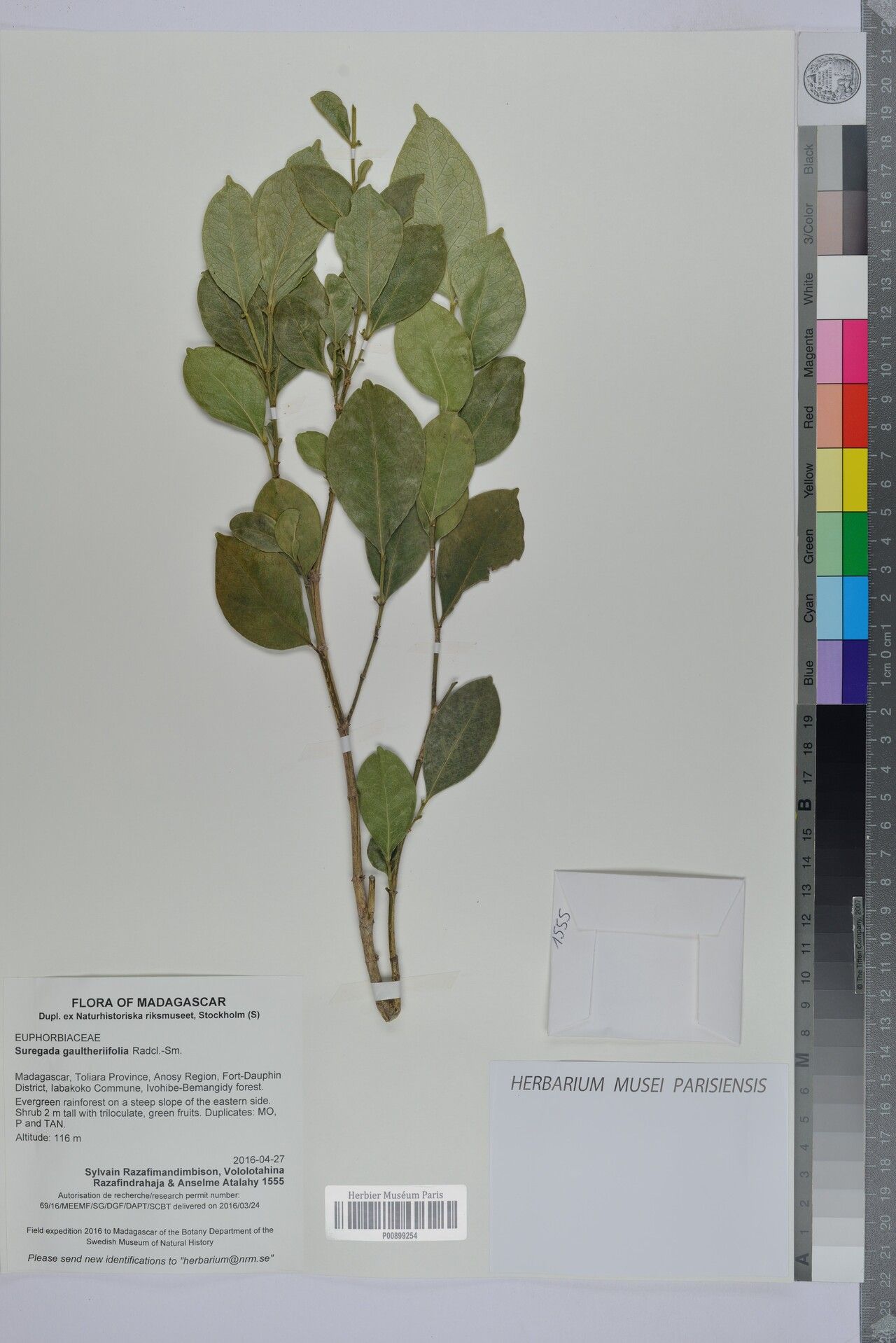 Suregada gaultheriifolia — houseplant care guide