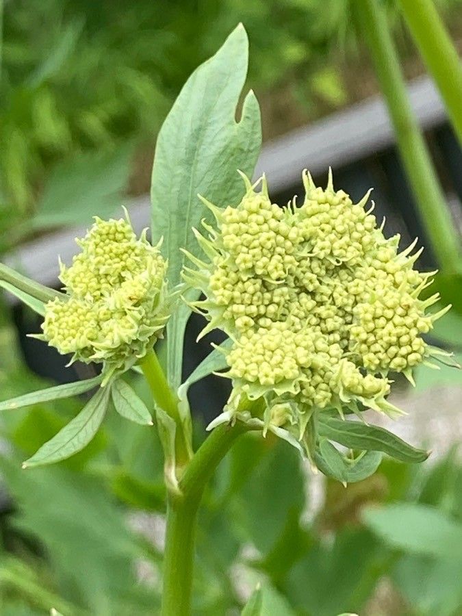Levisticum officinale flower