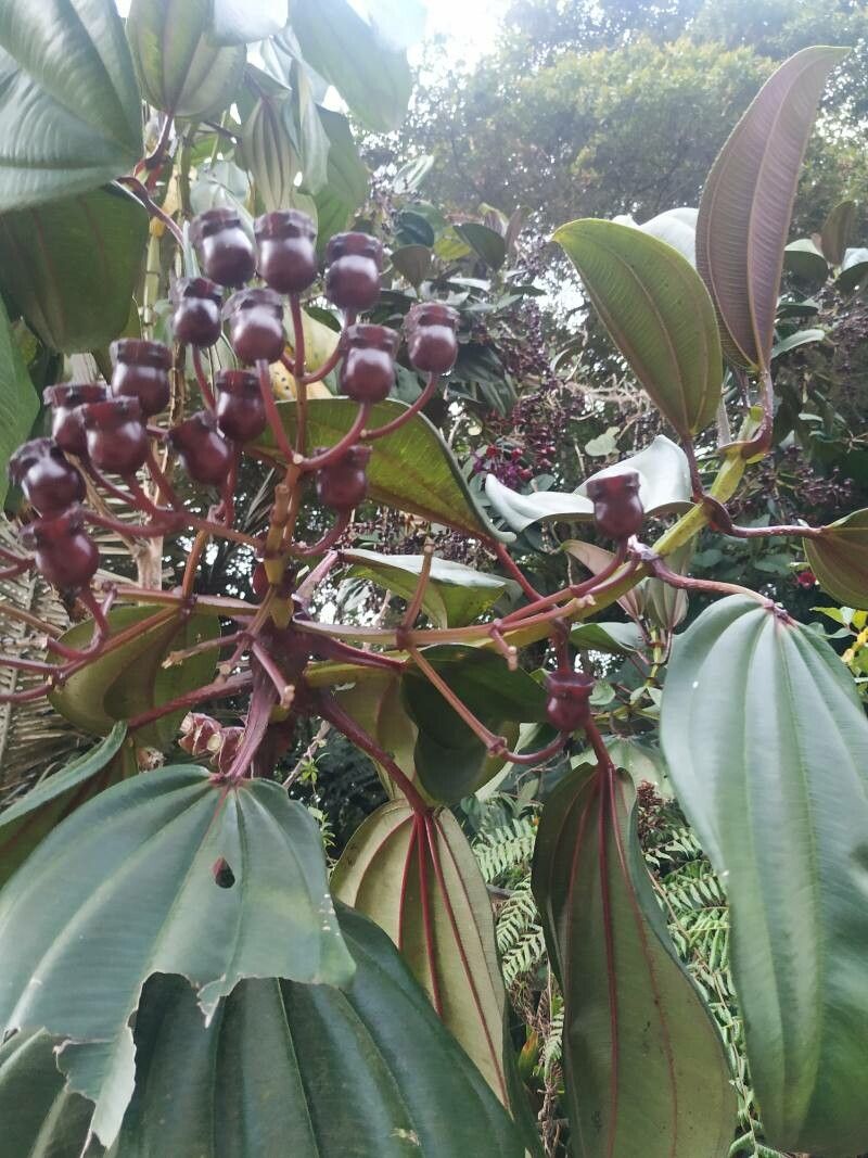 Meriania nobilis flower