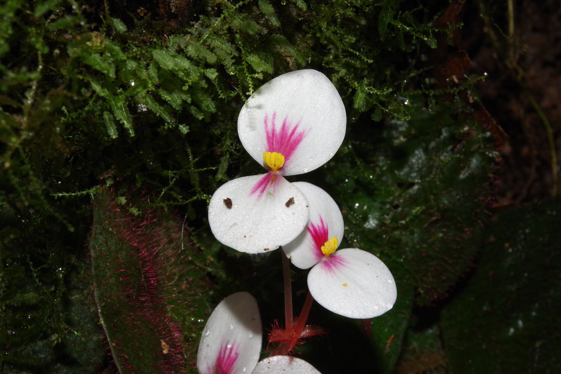 Begonia lacunosa flower
