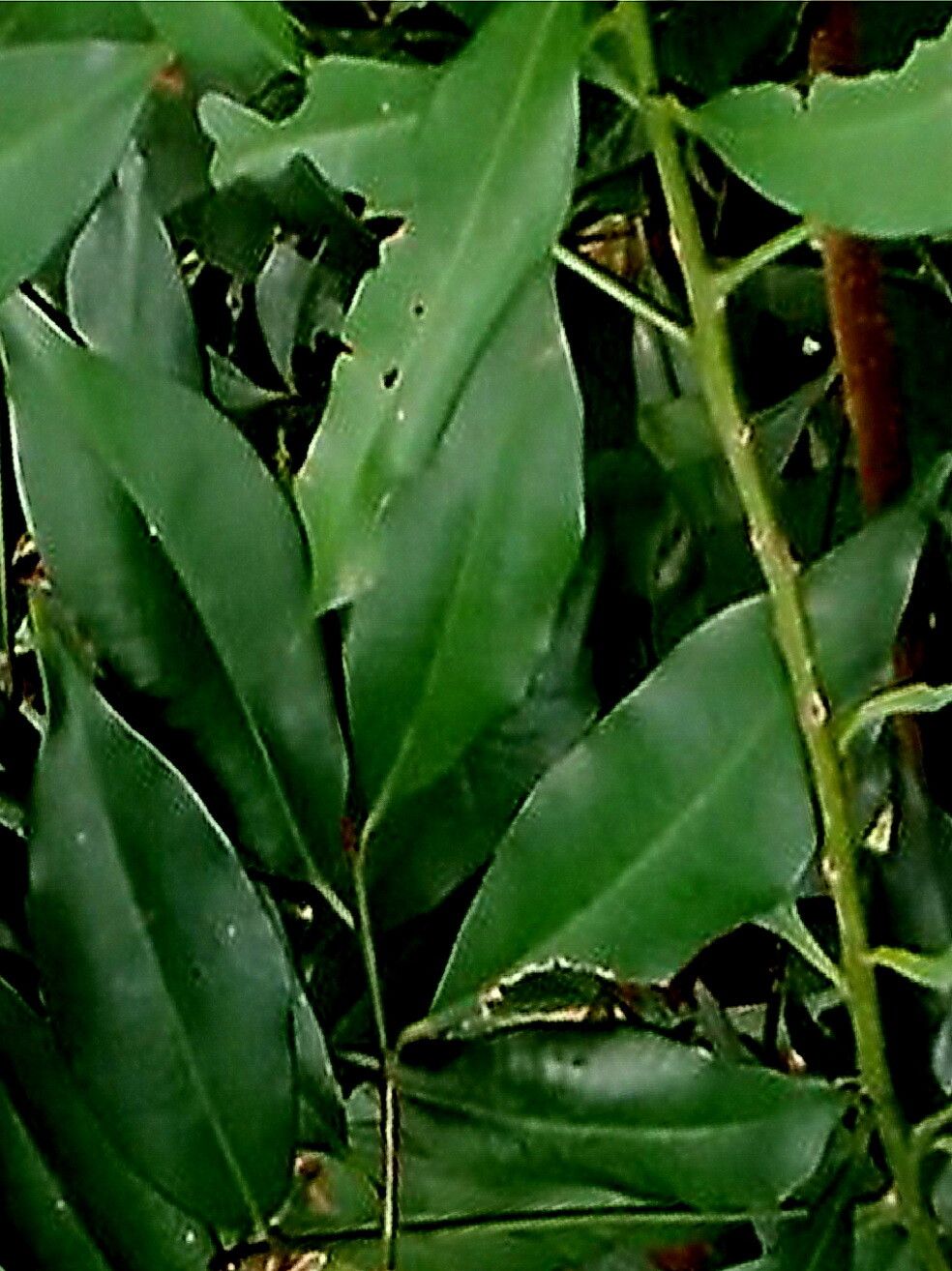 Ardisia quinquegona — search result for 'Ardisia'