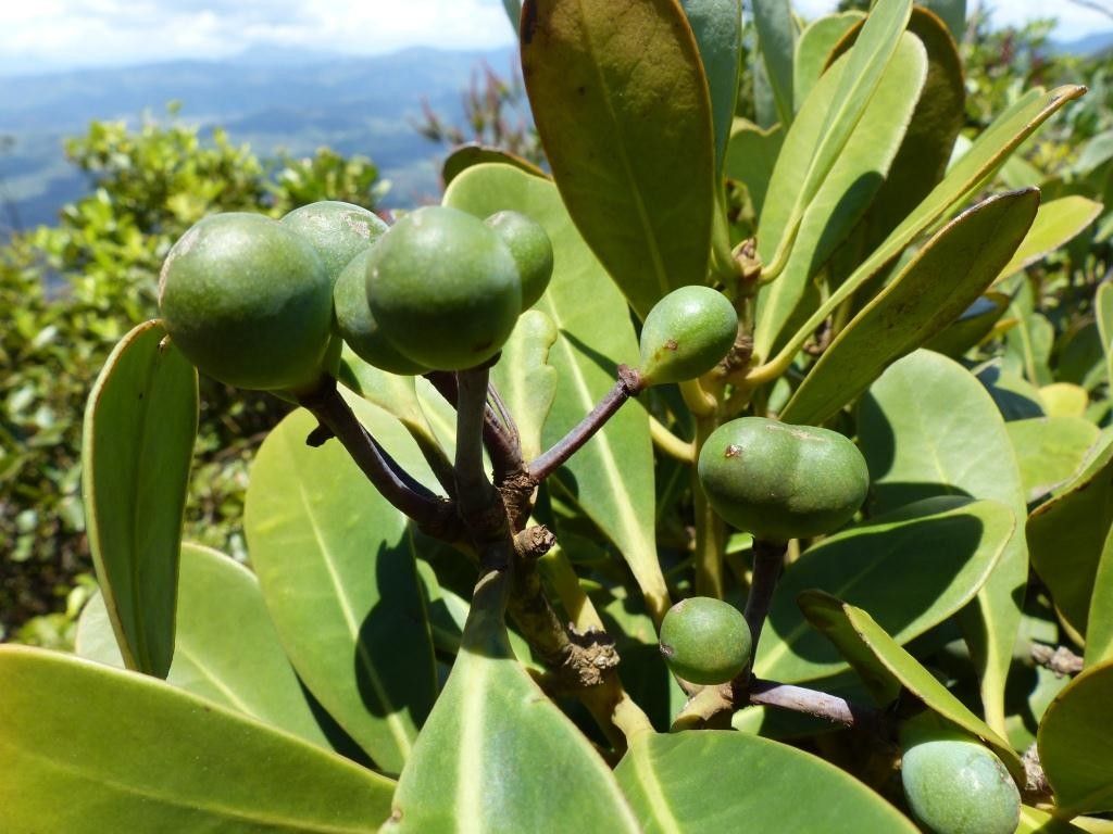 Zygogynum crassifolium fruit