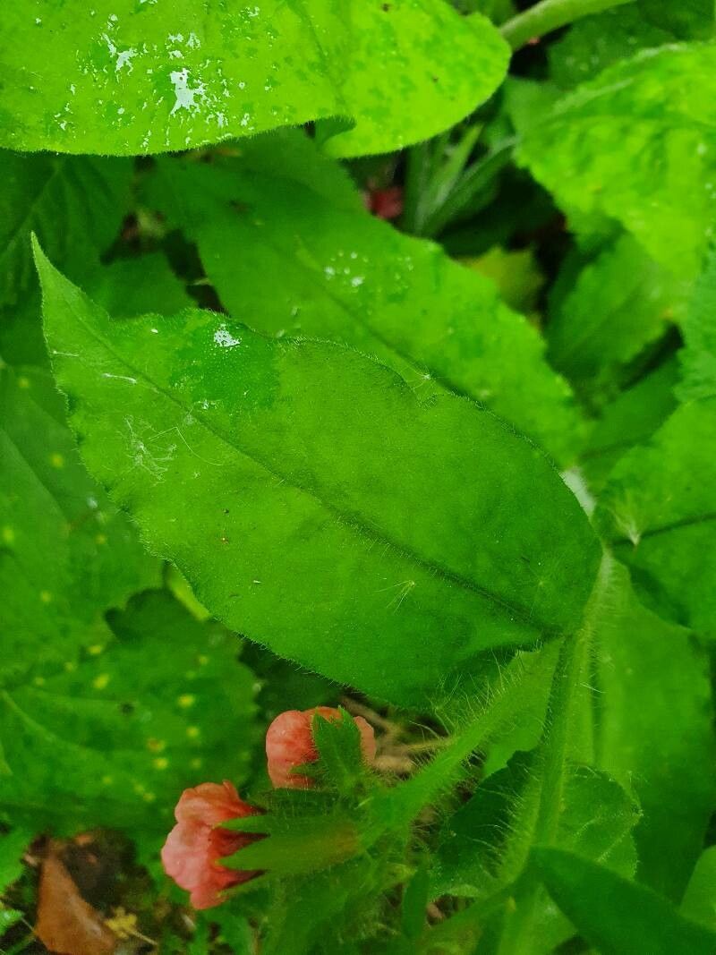 Pulmonaria rubra leaf