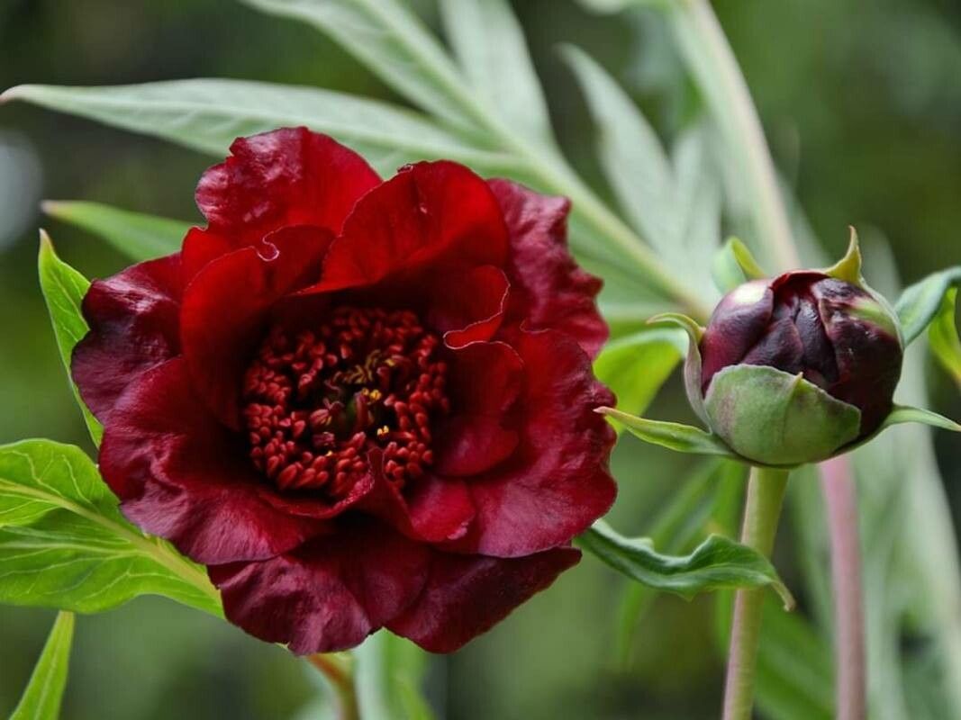 Paeonia delavayi flower