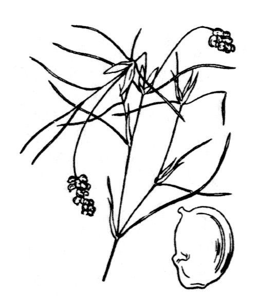 Potamogeton trichoides other