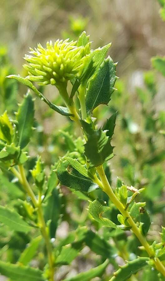 Grindelia brachystephana other