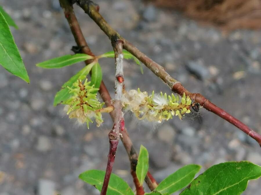 Salix canariensis flower
