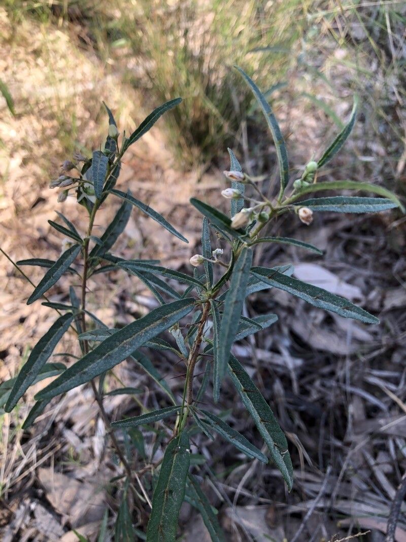 Solanum ferocissimum — houseplant care guide