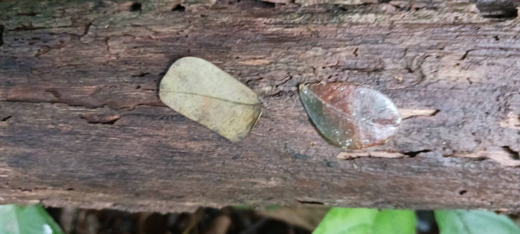 Jupunba trapezifolia leaf