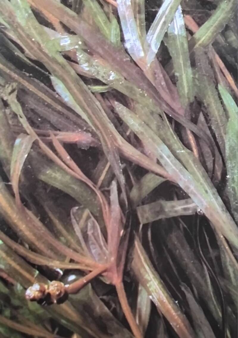 Potamogeton obtusifolius habit