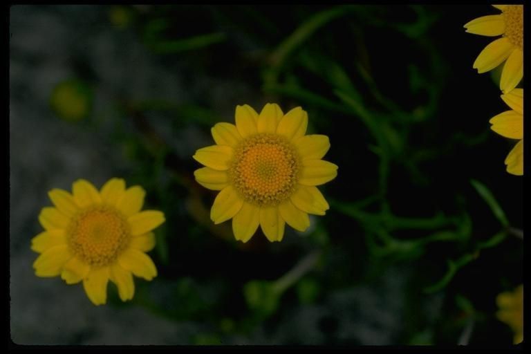 Lasthenia conjugens — related species from the same genus