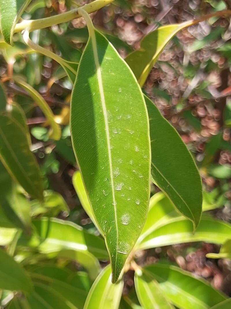 Calophyllum vernicosum — search result for 'Calophyllum'