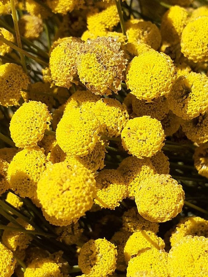 Santolina oblongifolia flower