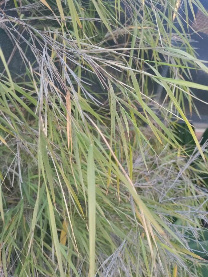 Otatea acuminata leaf