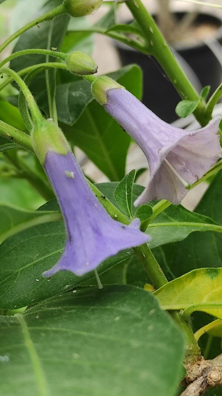 Iochroma australe flower