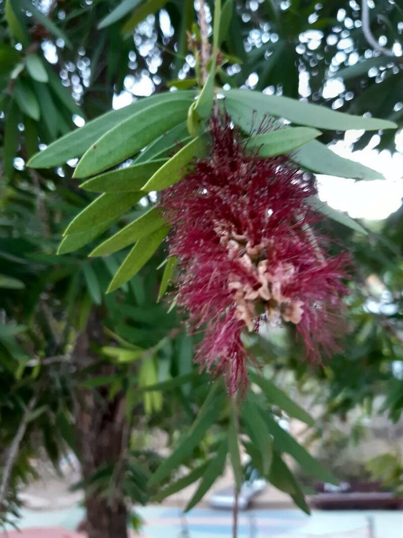 Callistemon spp. flower