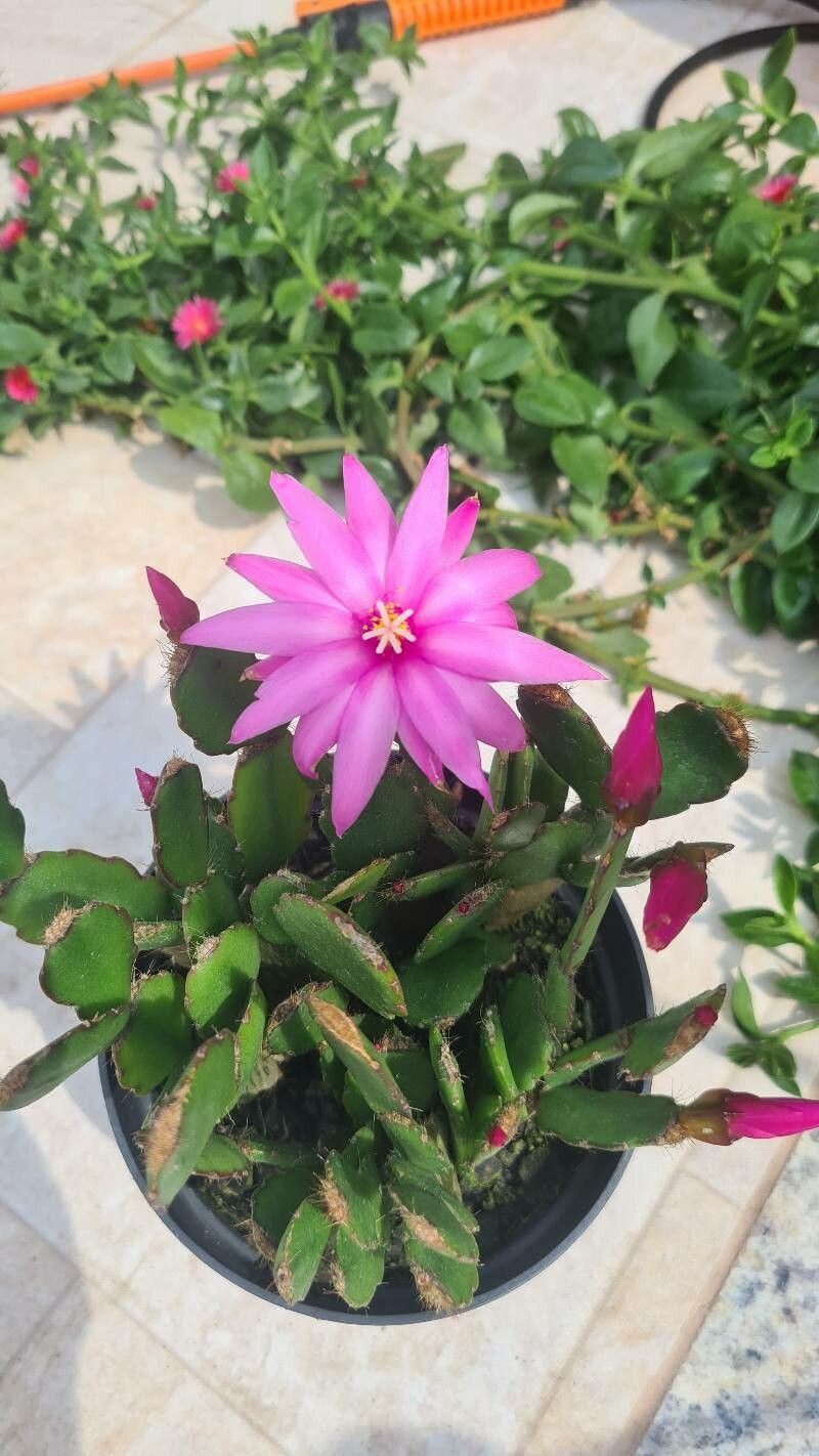 Hatiora rosea flower
