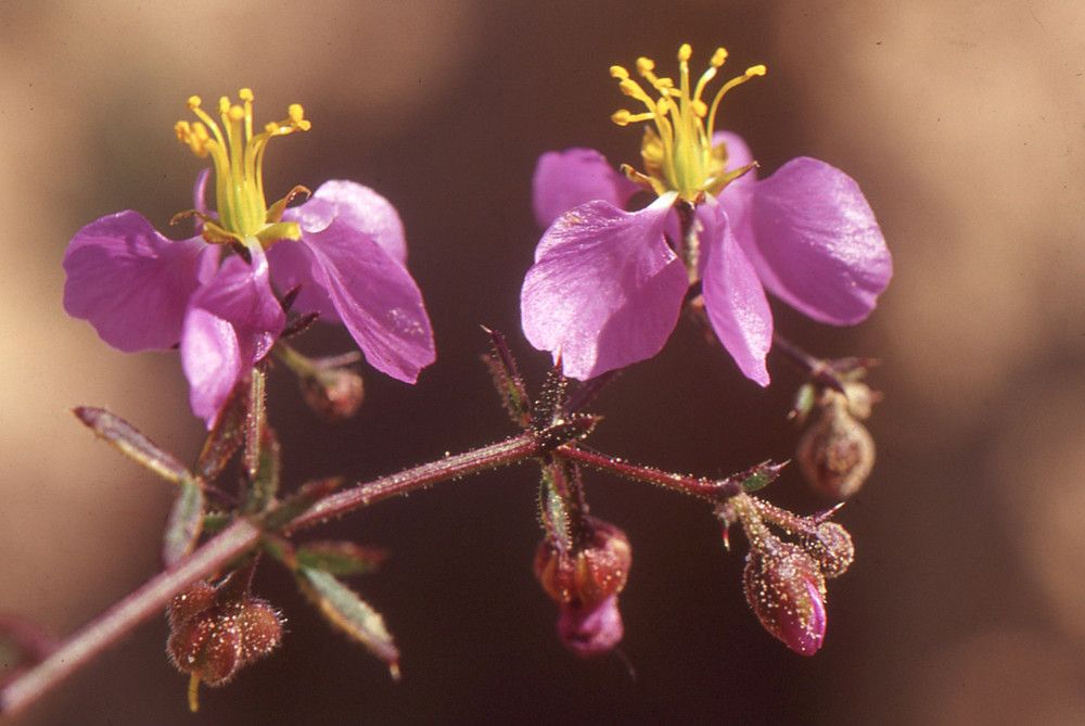 Fagonia glutinosa flower