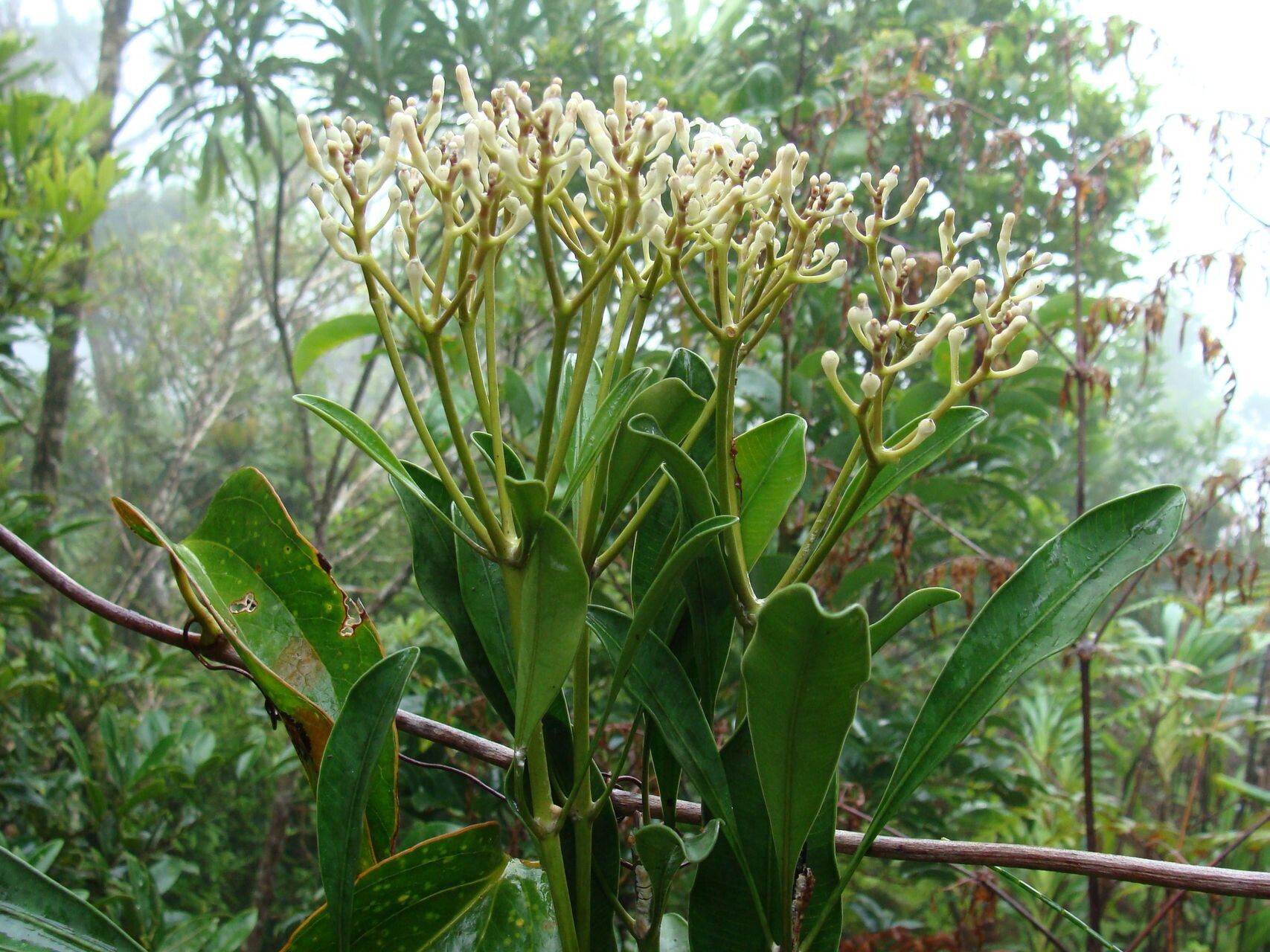 Alstonia quaternata habit