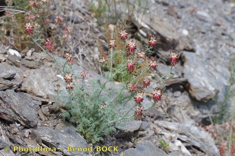 Platycapnos tenuiloba habit
