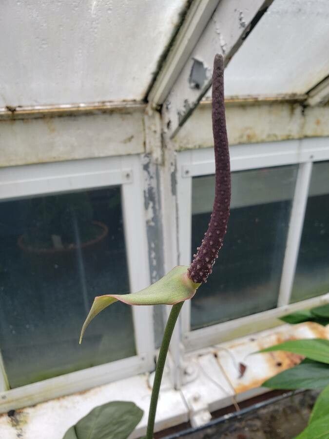 Anthurium clarinervium flower