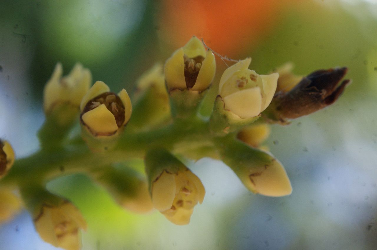 Licuala grandis flower