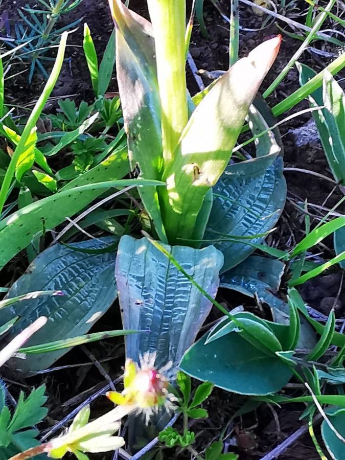 Neotinea tridentata — search result for 'Poland'